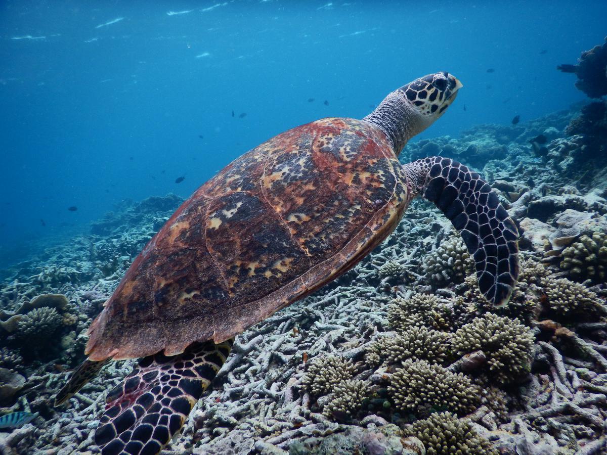 Equa Reef Maldives Hotel Addu City Luaran gambar