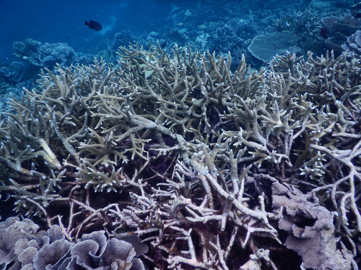 Equa Reef Maldives Hotel Addu City Luaran gambar