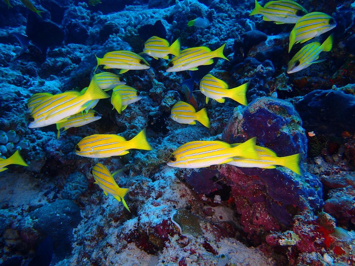 Equa Reef Maldives Hotel Addu City Luaran gambar