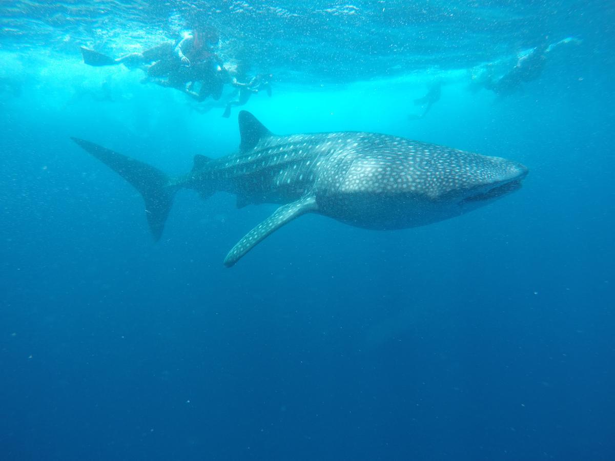 Equa Reef Maldives Hotel Addu City Luaran gambar