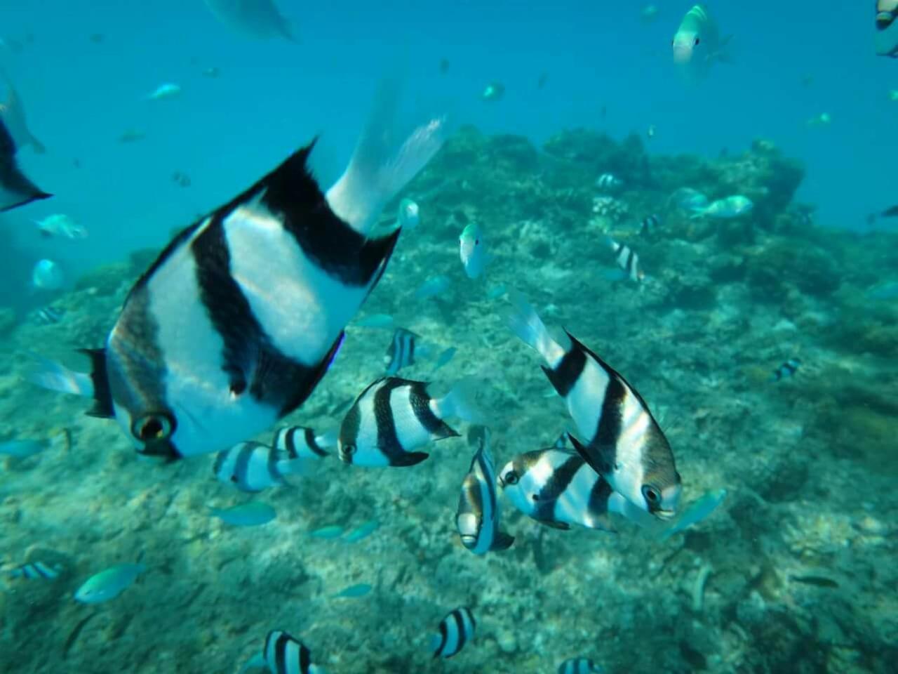 Equa Reef Maldives Hotel Addu City Luaran gambar