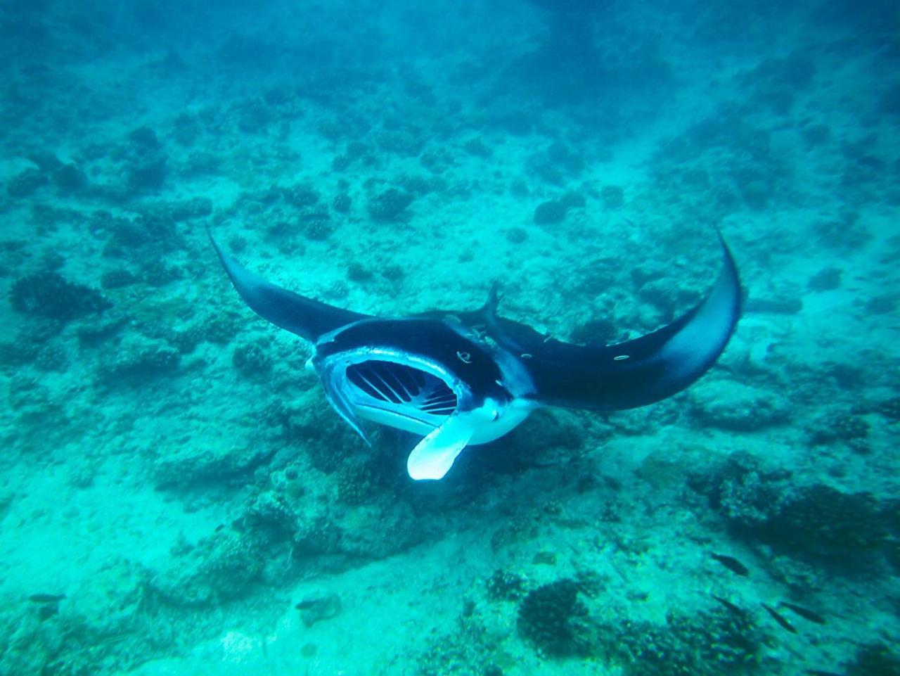 Equa Reef Maldives Hotel Addu City Luaran gambar